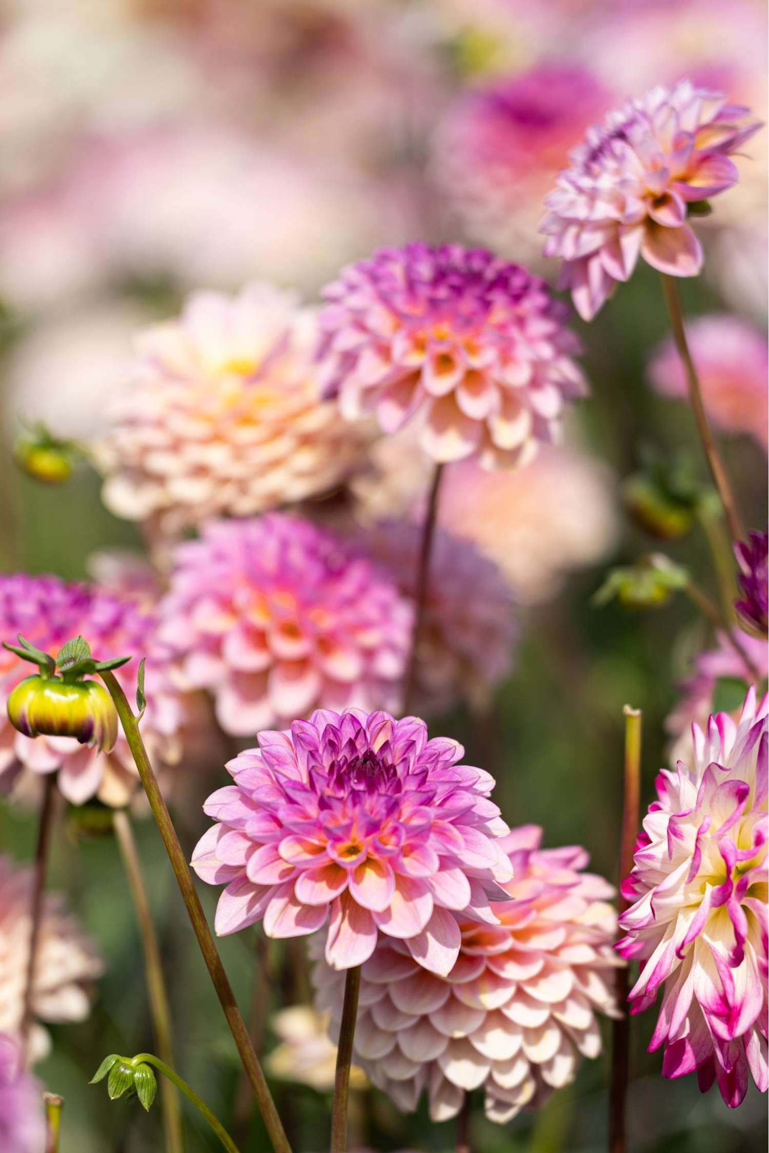 Dahlia 'Wine Eyed Jill'